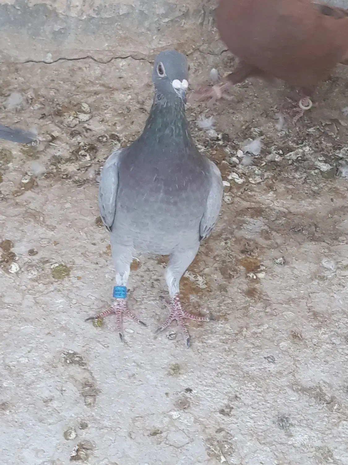 کفتر رنگی و پلاکی|پرنده|مبارکه, |دیوار