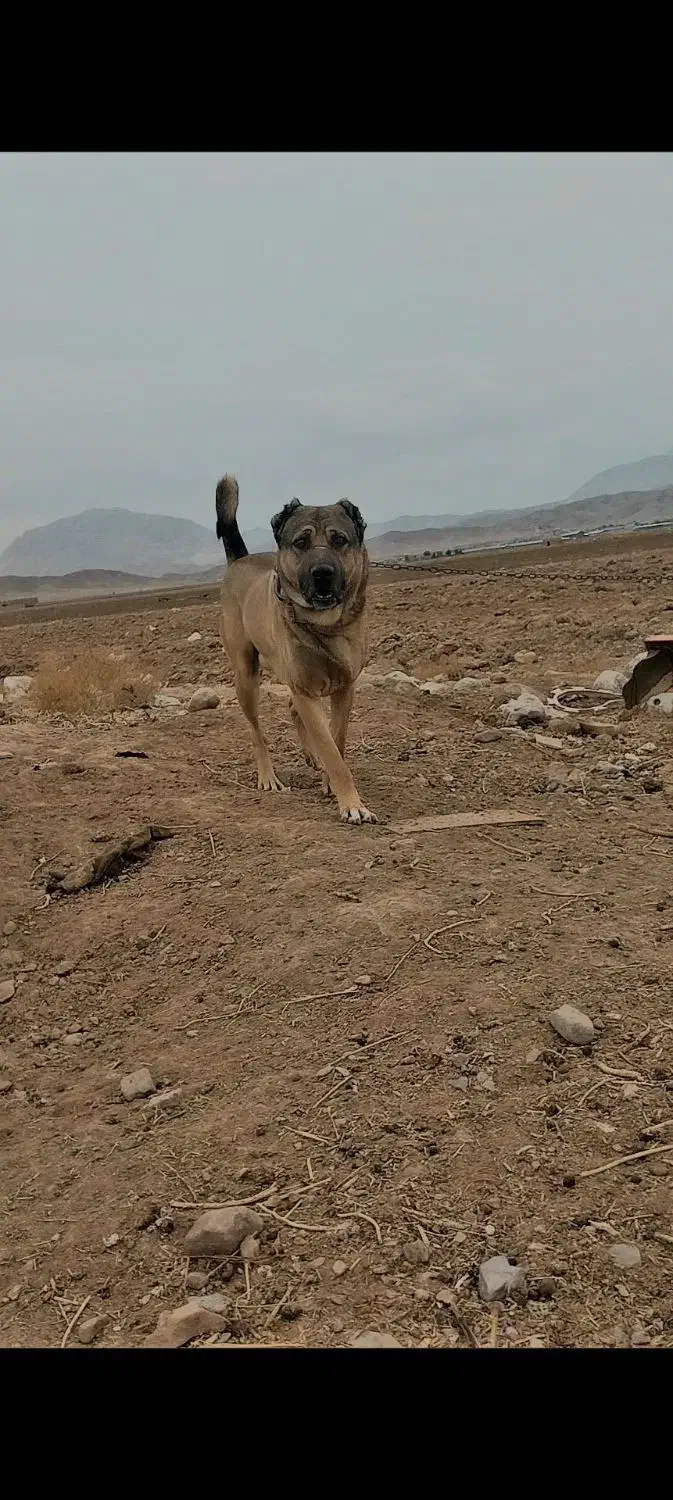 سگ سراب|سگ|بیرجند, |دیوار