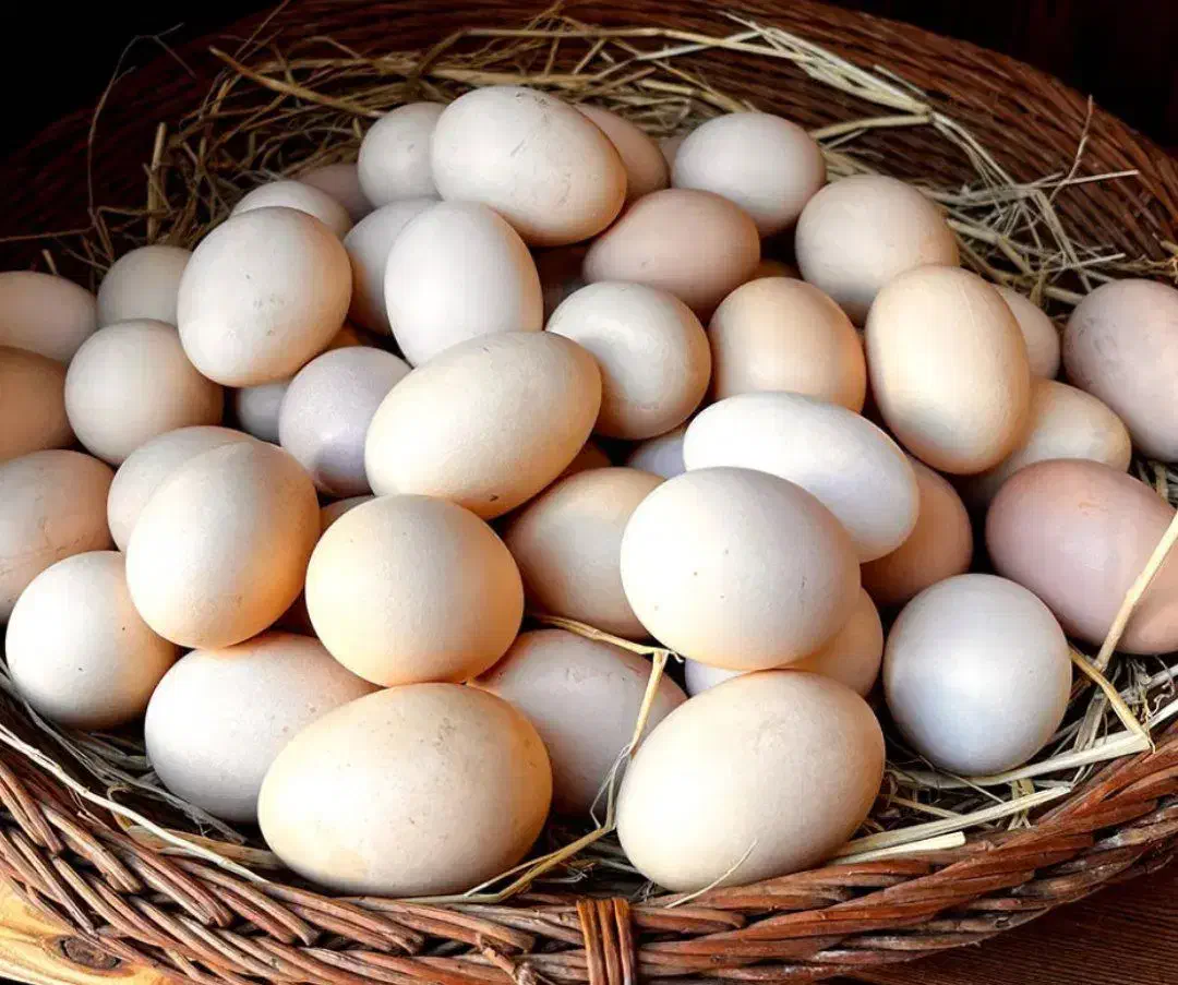 تخم مرغ محلی|خوردنی و آشامیدنی|کرمانشاه, |دیوار