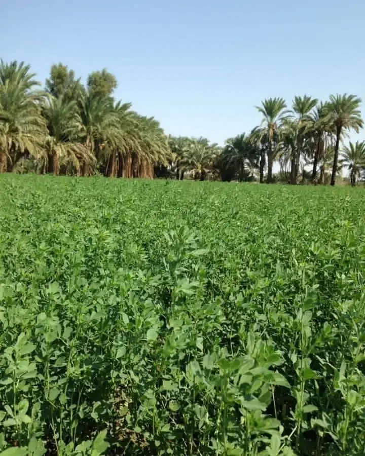 متقاضی  فرم دبستان وحدت|فعالیت داوطلبانه تحقیقاتی|زاهدان, |دیوار