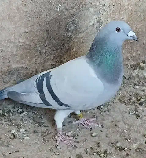 کفتر  باختی|پرنده|شیراز, کوشک میدان|دیوار