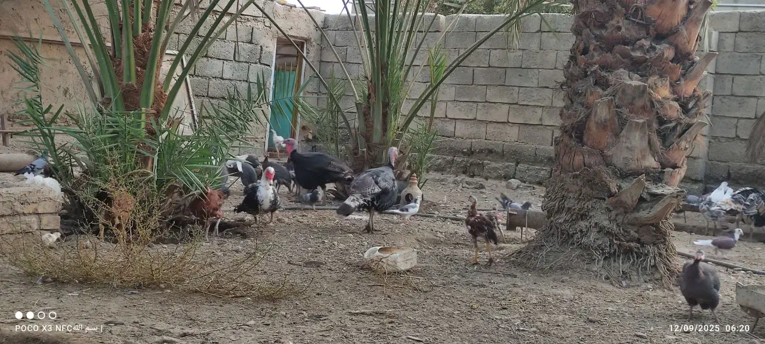 مرغ بوقلمون|حیوانات مزرعه|فاریاب, |دیوار