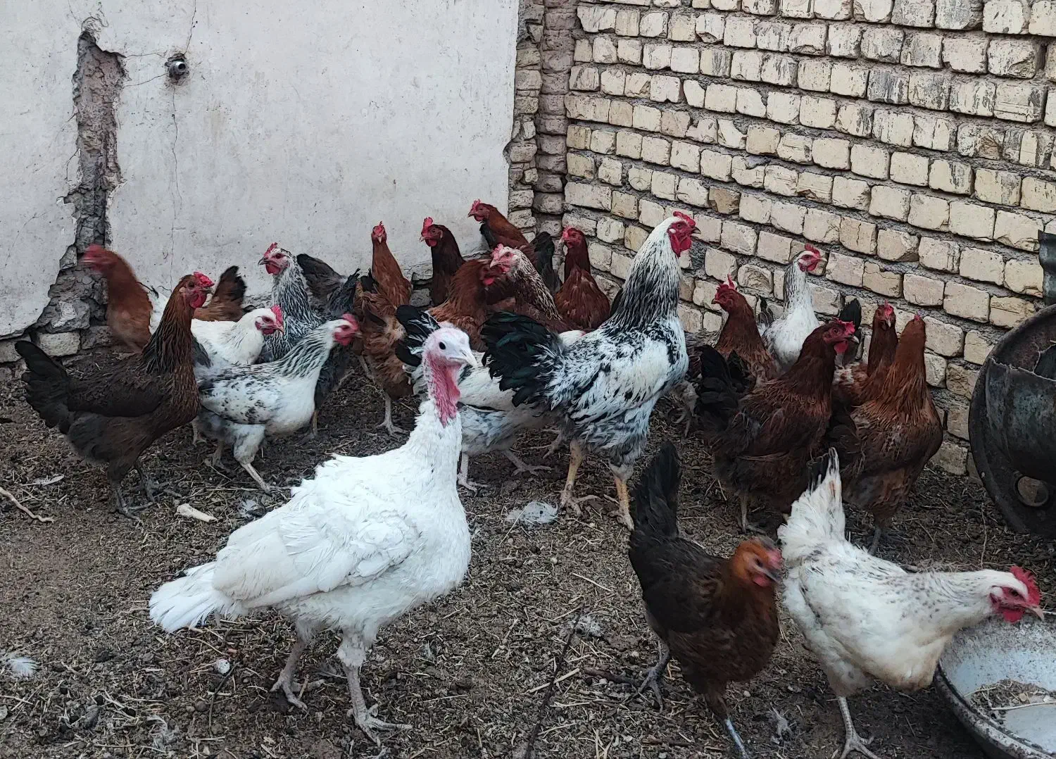 مرغ گلپایگانی تخمگذار|حیوانات مزرعه|حبیب آباد, |دیوار