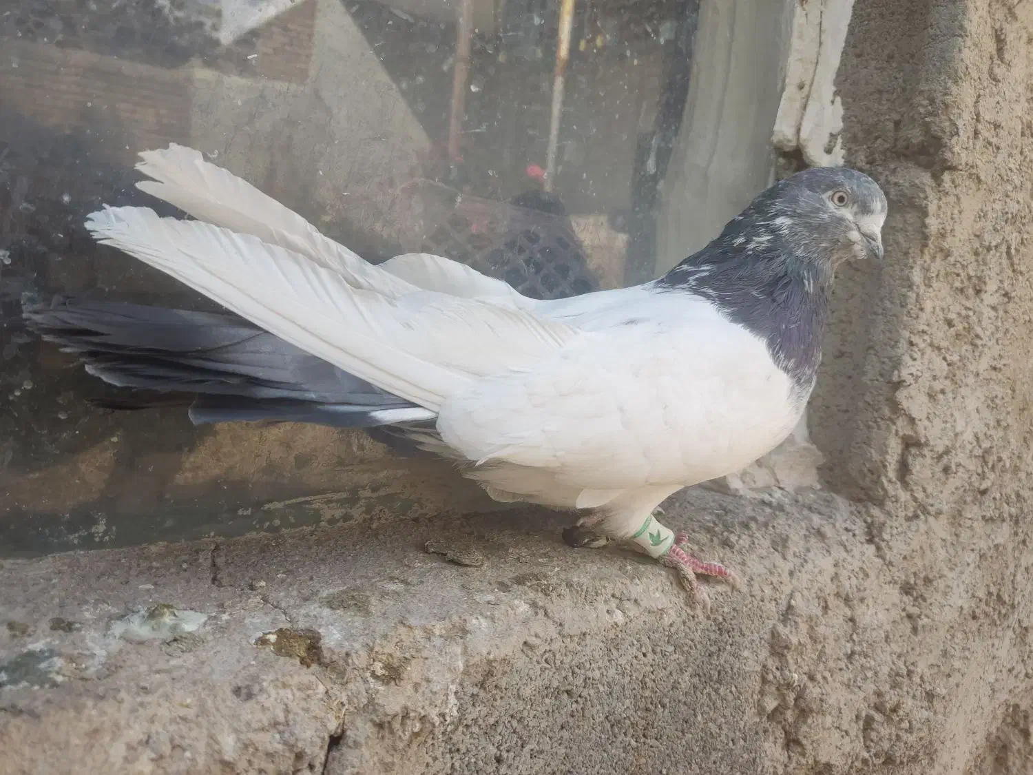 کفتر کله دمسبز فوق درشت نوک ریز|پرنده|ساوه, |دیوار