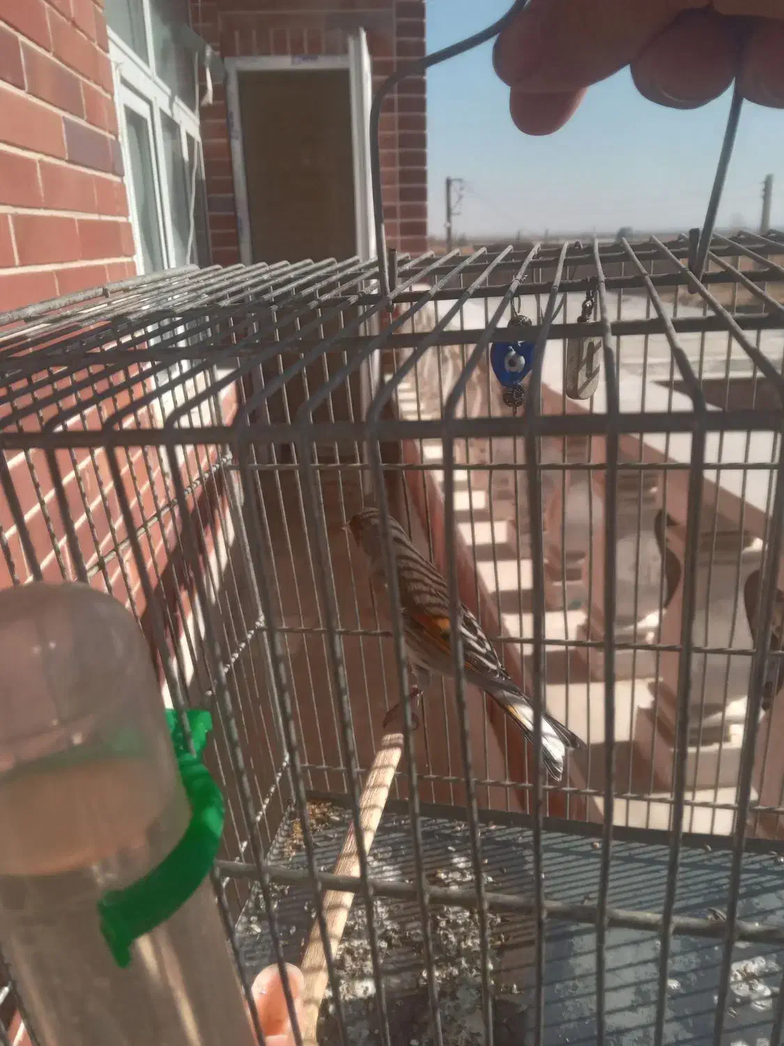 سهره قناری نر سرخ|پرنده|نهاوند, |دیوار