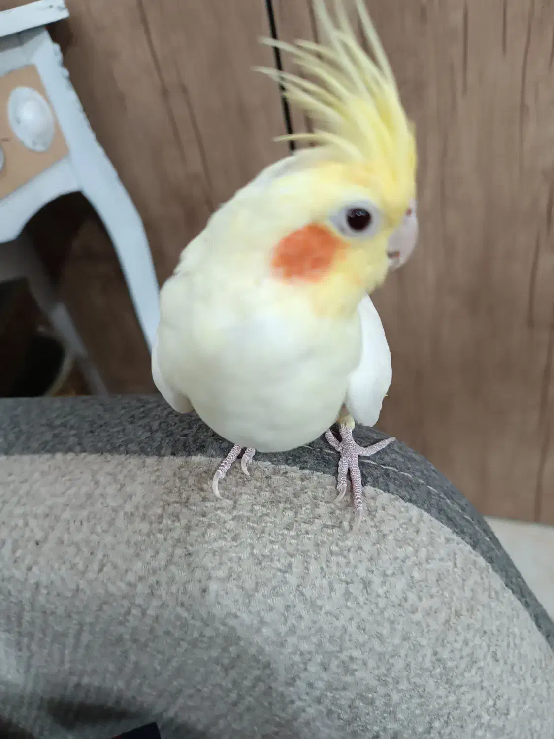 عروس هلندی|پرنده|پاکدشت, پاکدشت (مامازند)|دیوار