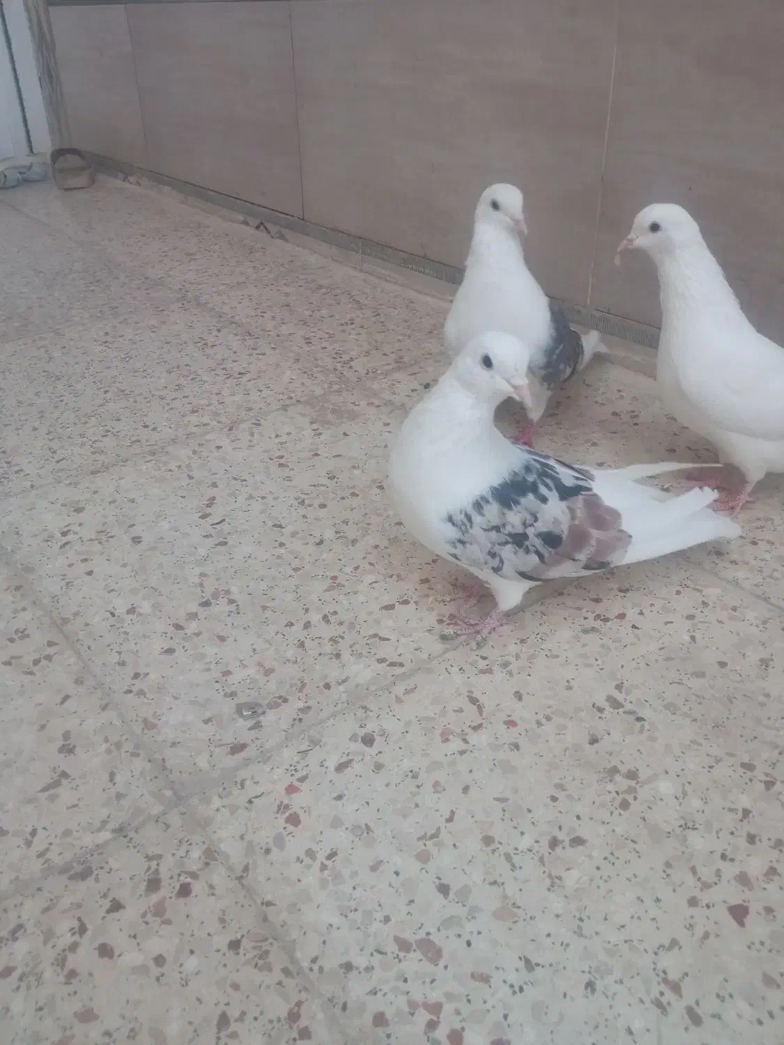 بیکال|پرنده|خرمآباد, |دیوار