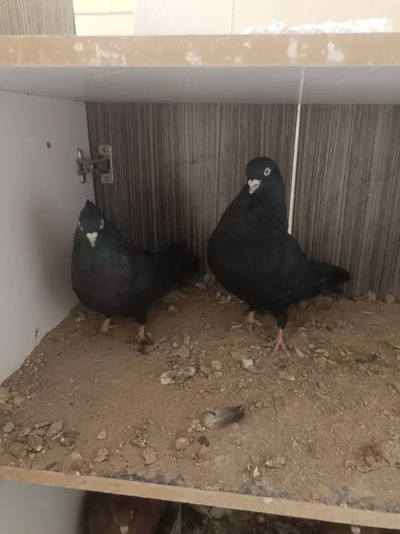 ذاغ آبادانی اصل چش و نوک سفید|پرنده|نجفآباد, یزدانشهر|دیوار