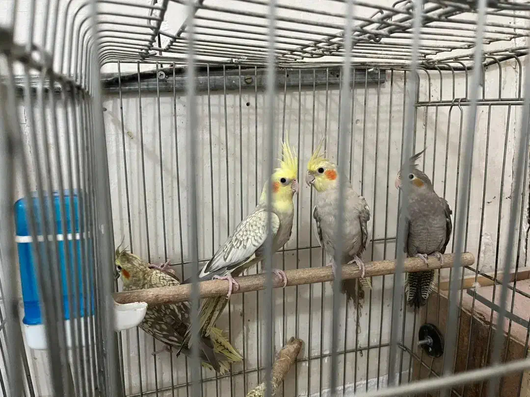 طوطی ، عروس ، هلندی|پرنده|کرج, فاز ۲ مهرشهر|دیوار