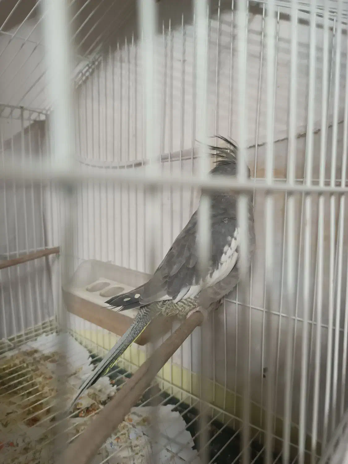 عروس هلندی|پرنده|اردکان, |دیوار