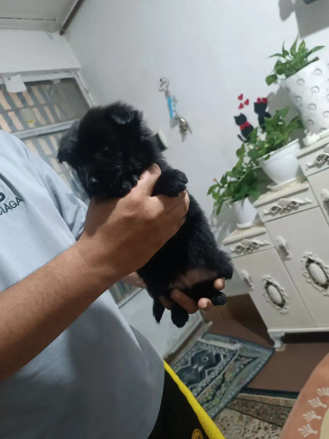 سگ پاکوتا|سگ|چناران, |دیوار