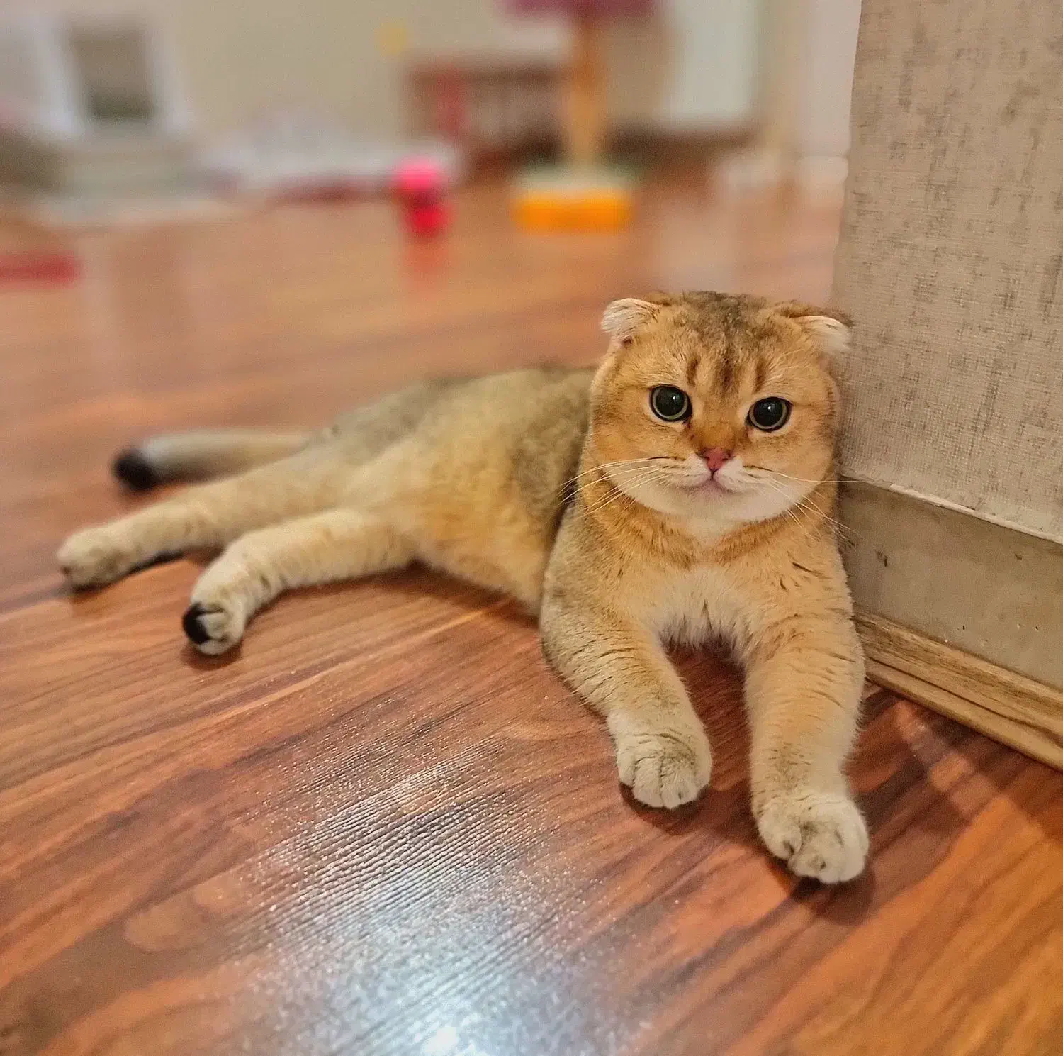 اسکاتیش گلد ny11 نر|گربه|تهران, حکیمیه|دیوار