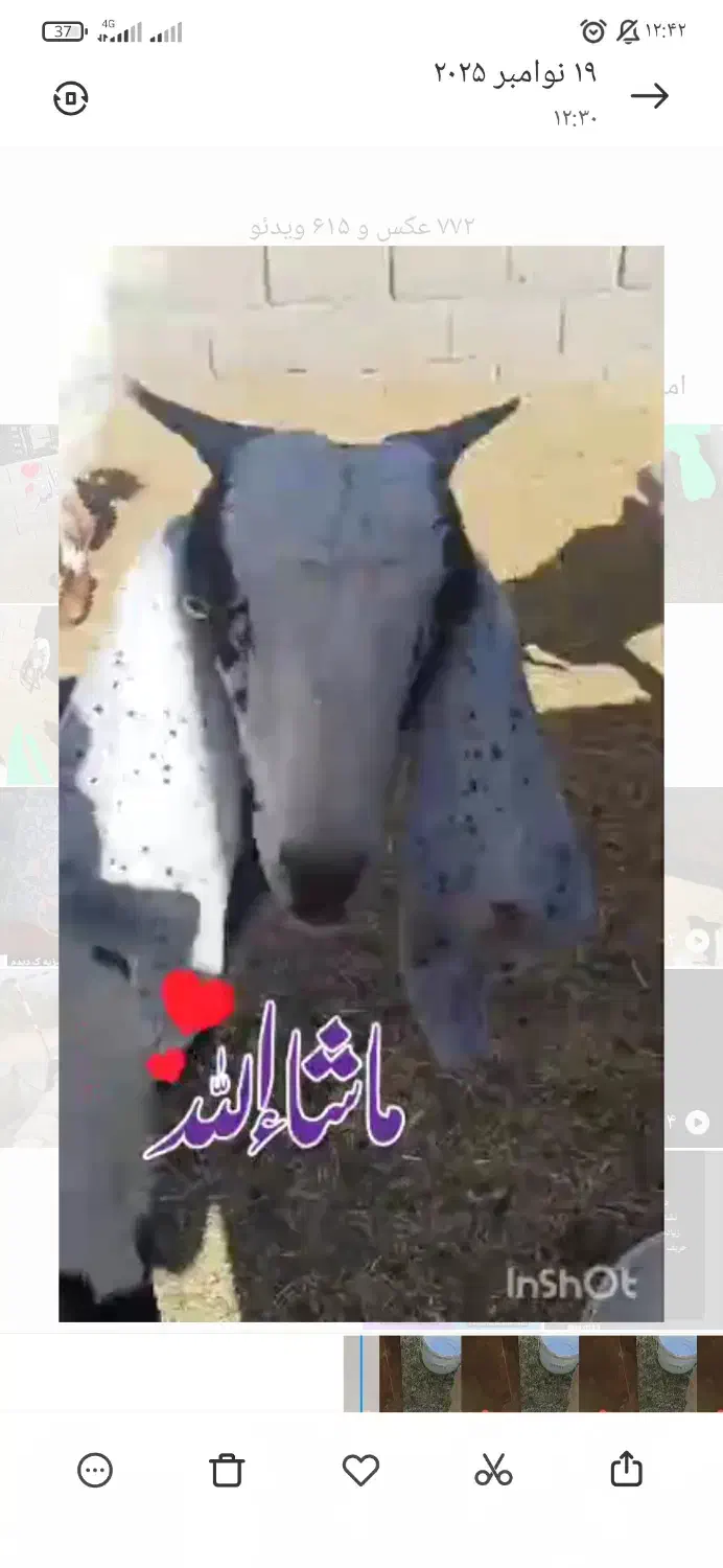 گوسفند ، بز|حیوانات مزرعه|ایرانشهر, |دیوار