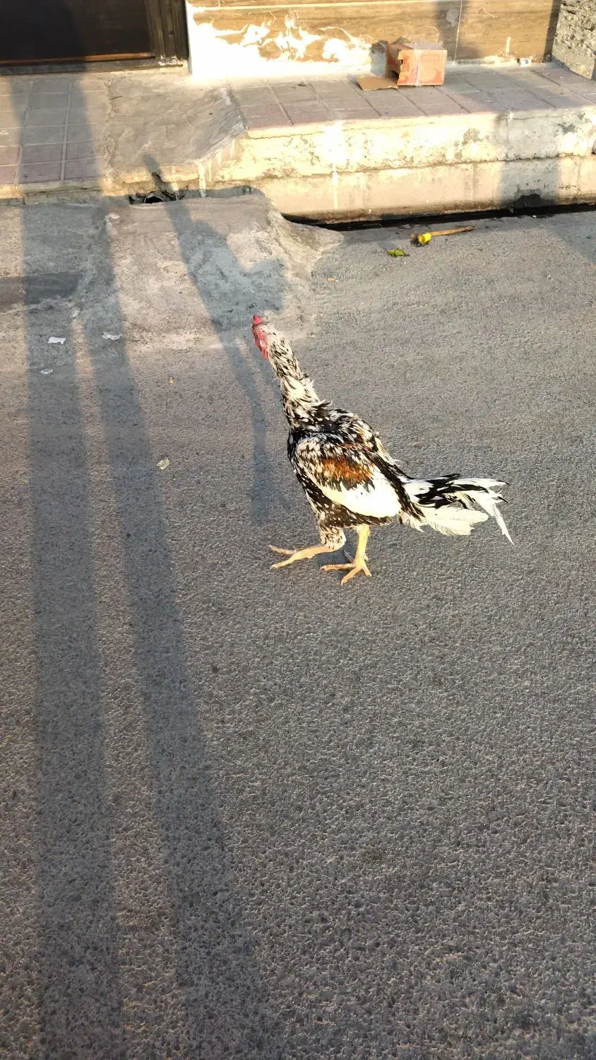 لاری اوشامو|حیوانات مزرعه|قدس, شهر‌قدس|دیوار