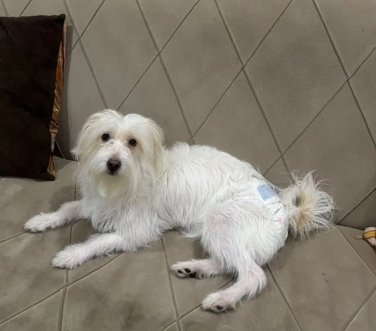 سگ ماده|سگ|قم, بلوار امین و ساحلی|دیوار