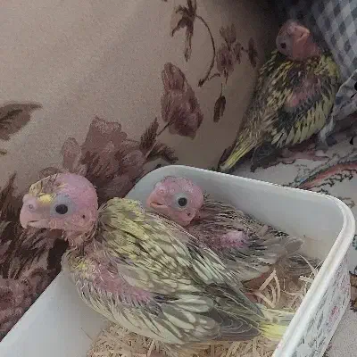 عروس هلندی نر وماده|پرنده|سهند, |دیوار