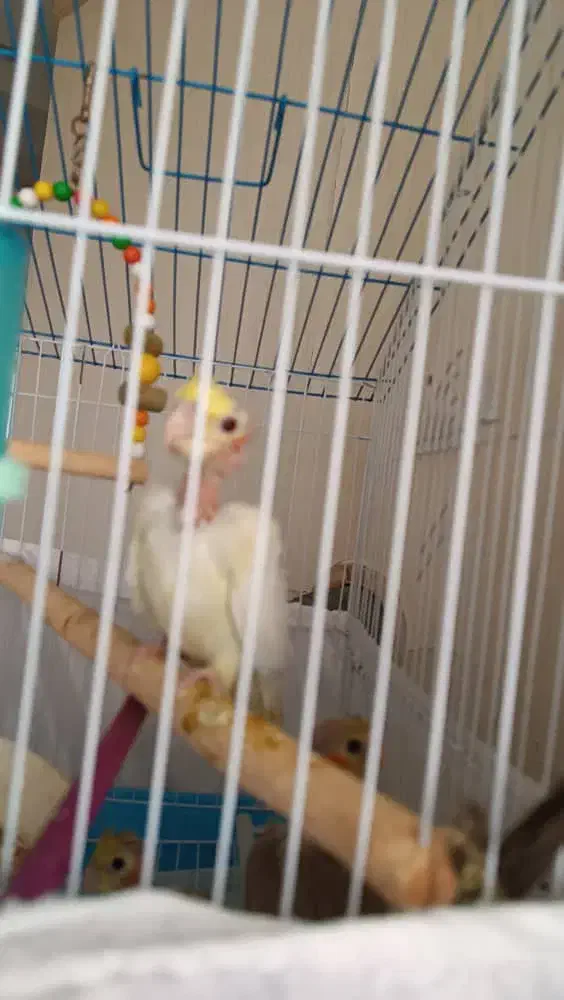 بچه عروس هلندی|پرنده|بندر انزلی, کارآموزی|دیوار