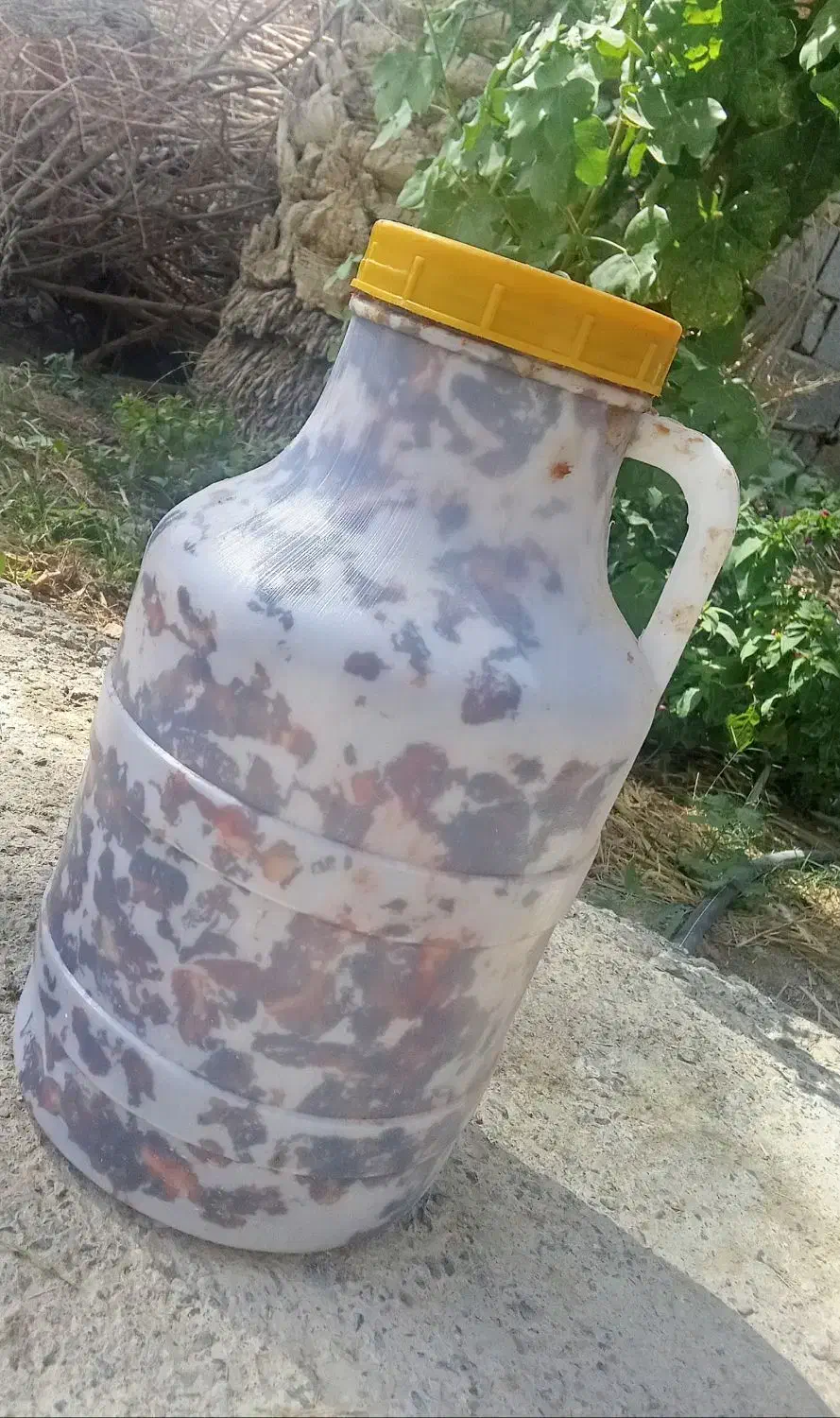 خرما فروشی ربی مضافتی|خوردنی و آشامیدنی|سیب و سوران, |دیوار