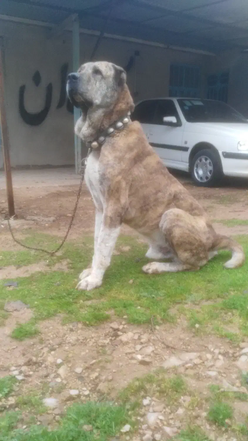 سرابی|حیوانات|ایذه, |دیوار