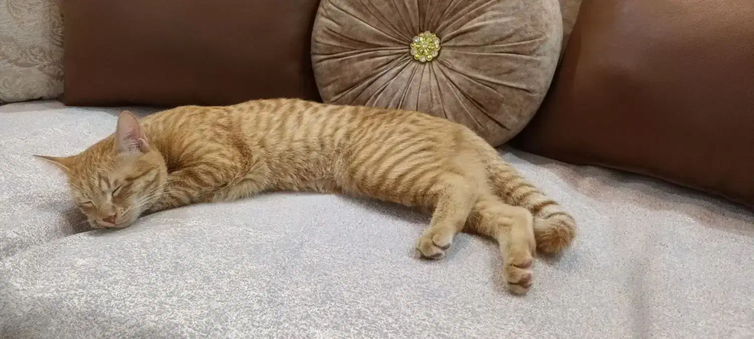 واگذاری گربه|گربه|اسلامشهر, شهرک سالور|دیوار