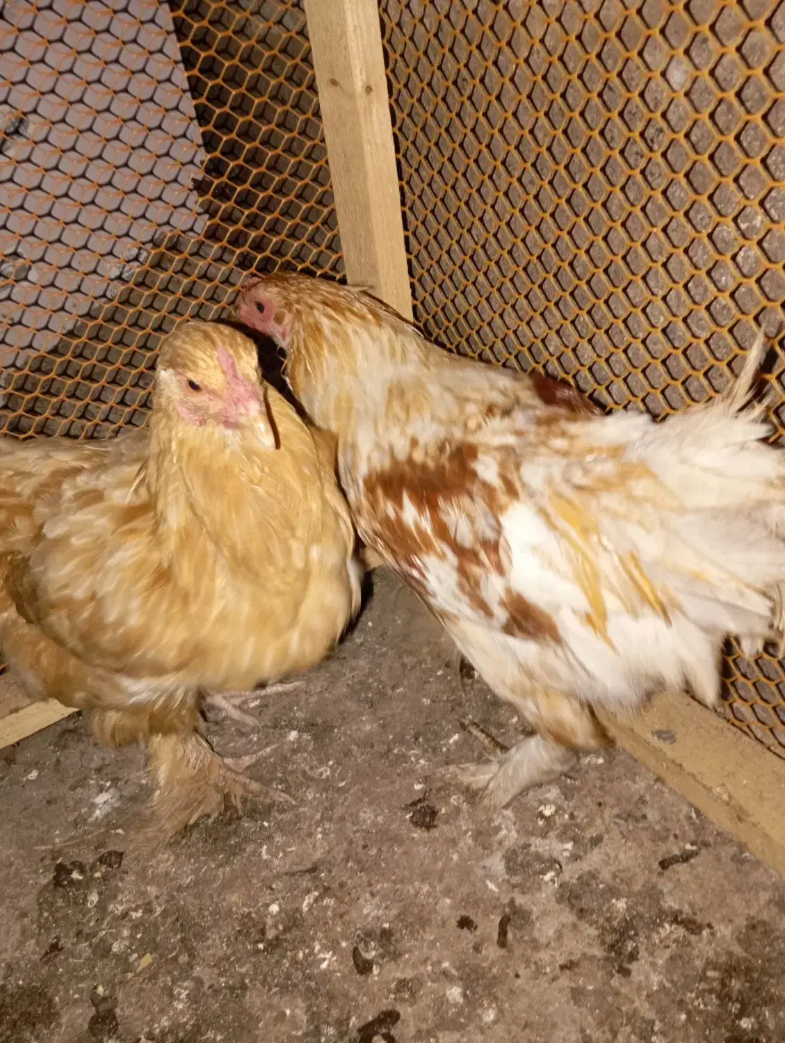 برهما|حیوانات مزرعه|رشت, حومه رشت|دیوار