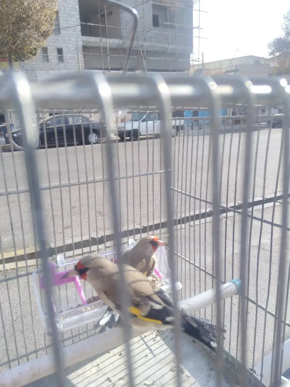 سلام ۲ عدد سهره گاوی درشت به شرط نر بودن تضمینی|پرنده|فردیس, فردیس|دیوار