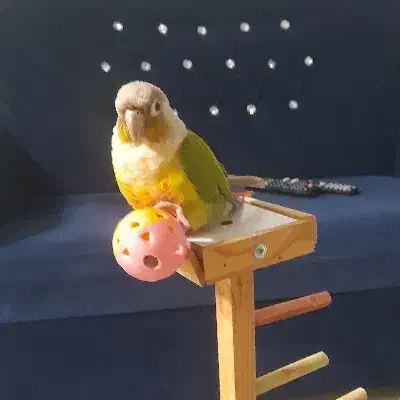 طوطی گرینچیک سخنگو|پرنده|رشت, بیجارپس|دیوار