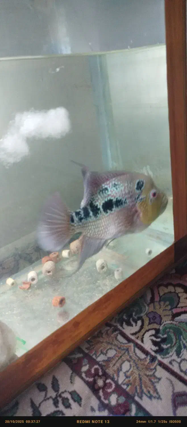 اولین نژاد ماهی فلاور هورن خاص و نایاب|ماهی|ری, امین آباد|دیوار