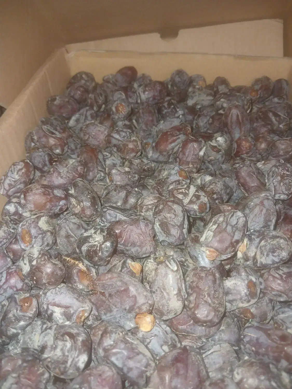 فروش خرما کلوته|عمدهفروشی|چاه مرید, |دیوار