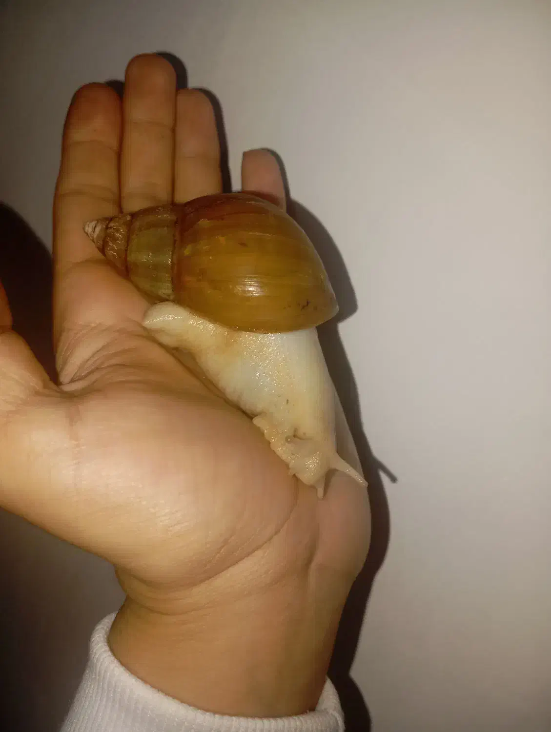 حلزون(اجتینا)|خزنده|ارومیه, |دیوار