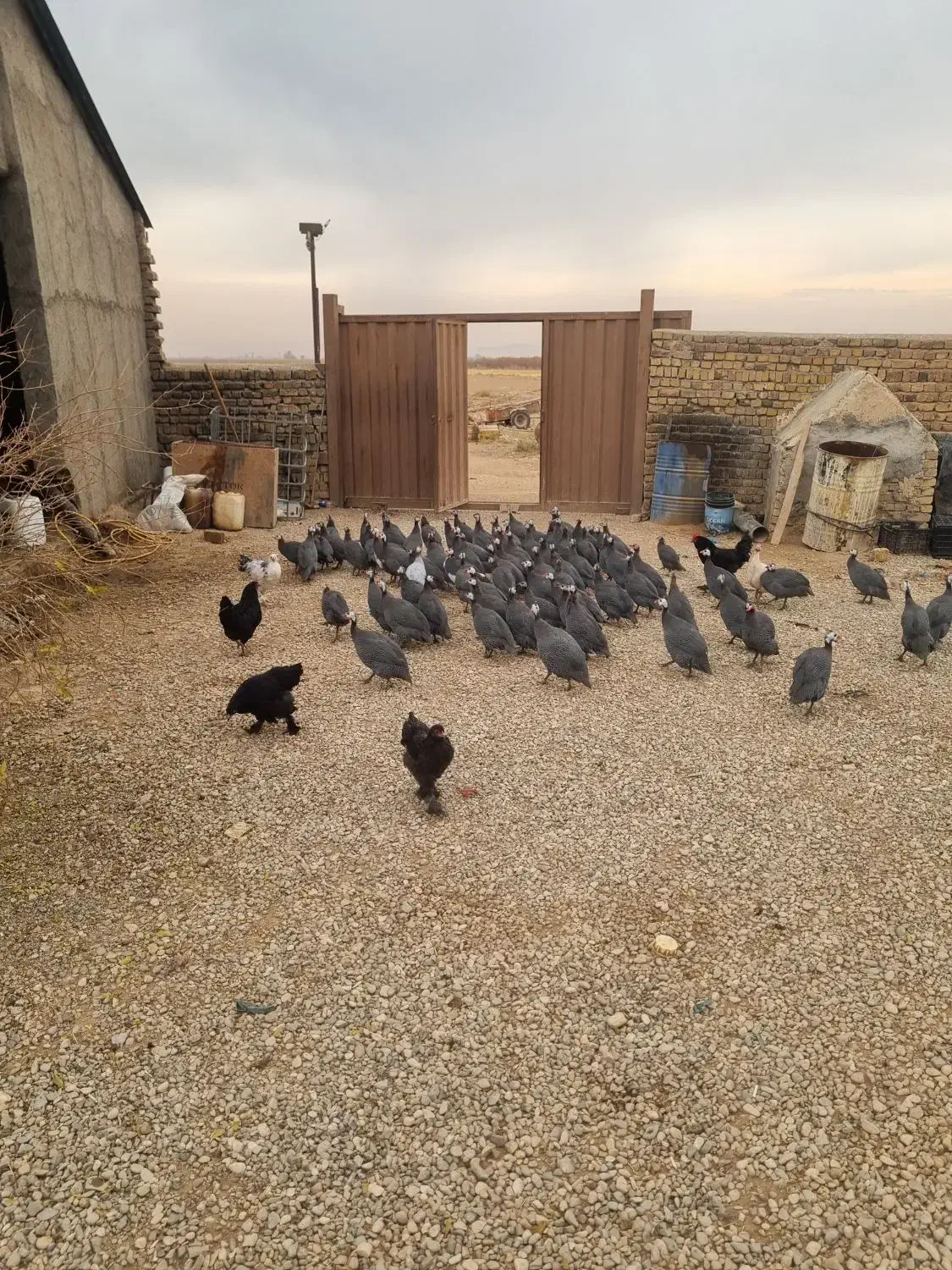 مرغ شاخ دار|حیوانات مزرعه|تاکستان, |دیوار