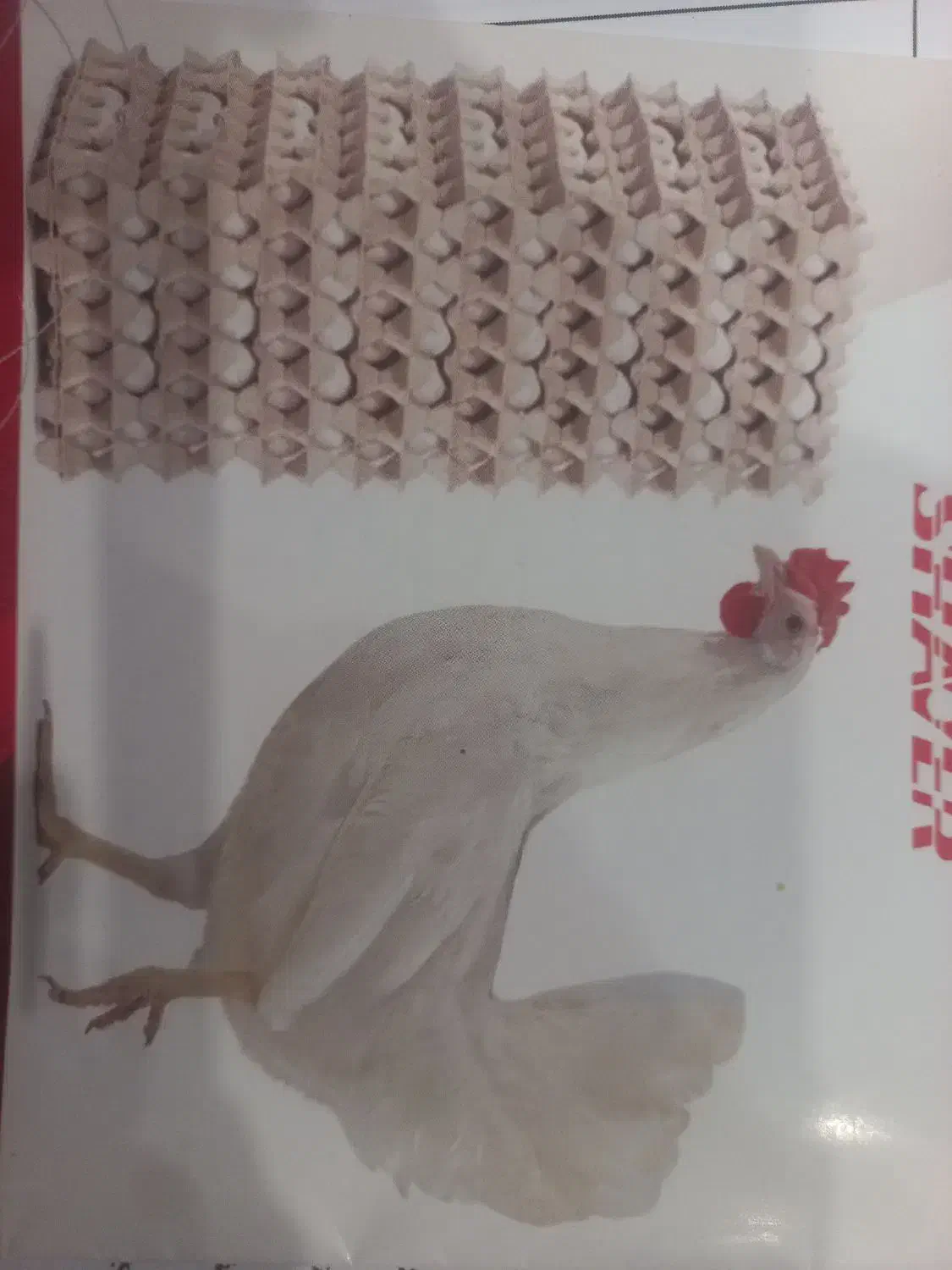 سالندار مرغداری تخمگذار|استخدام صنعتی، فنی، مهندسی|گلبهار, نوبهار|دیوار