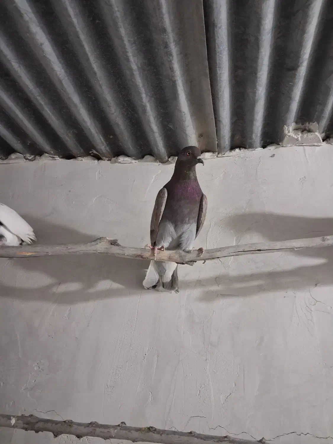 کبوتر پرشی|پرنده|سجاس رود, |دیوار