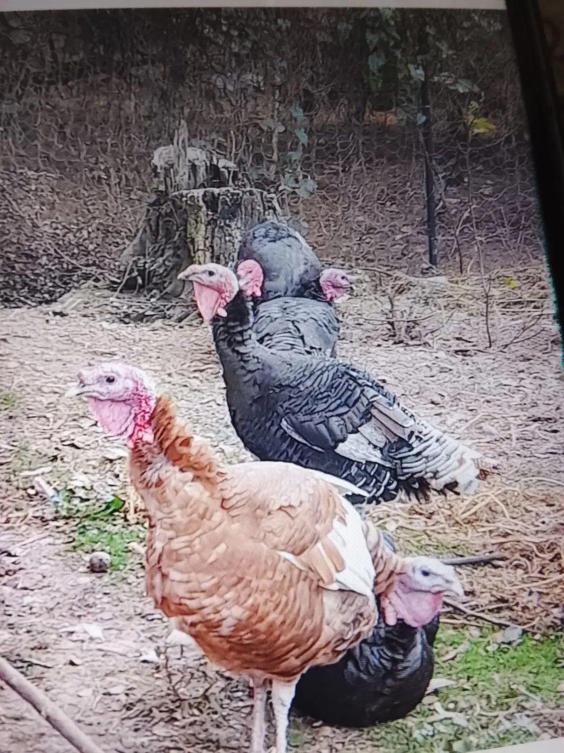 اردک و بوقلمون و بچه بقلمون|حیوانات مزرعه|تالش, طولارود|دیوار