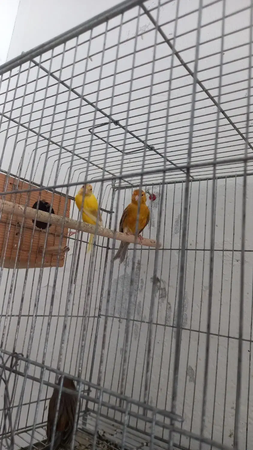 یک جفت قناری فروشی|پرنده|مهر, |دیوار