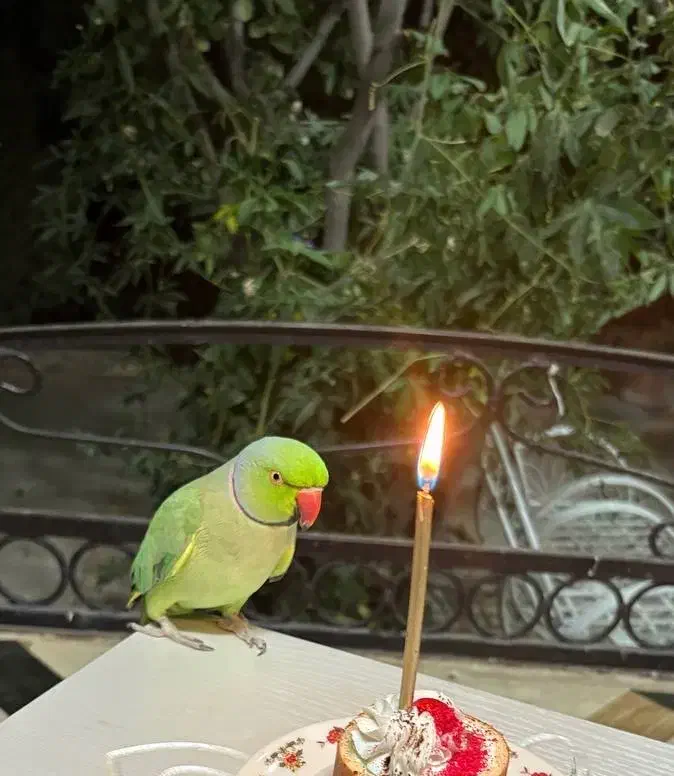 پرنده طوطی گمشده|حیوانات|ارژن, |دیوار