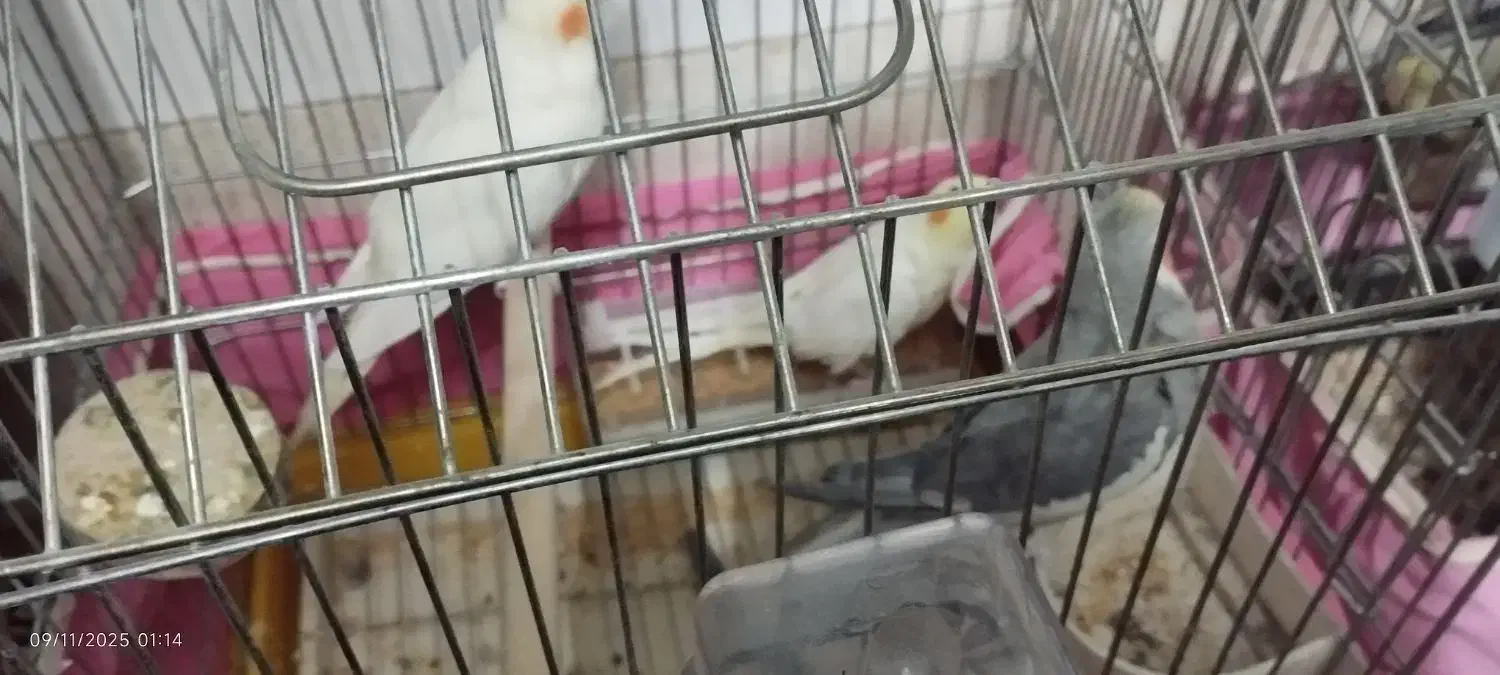 3تاعروس هلندی|پرنده|قم, علی آباد سعدگان|دیوار