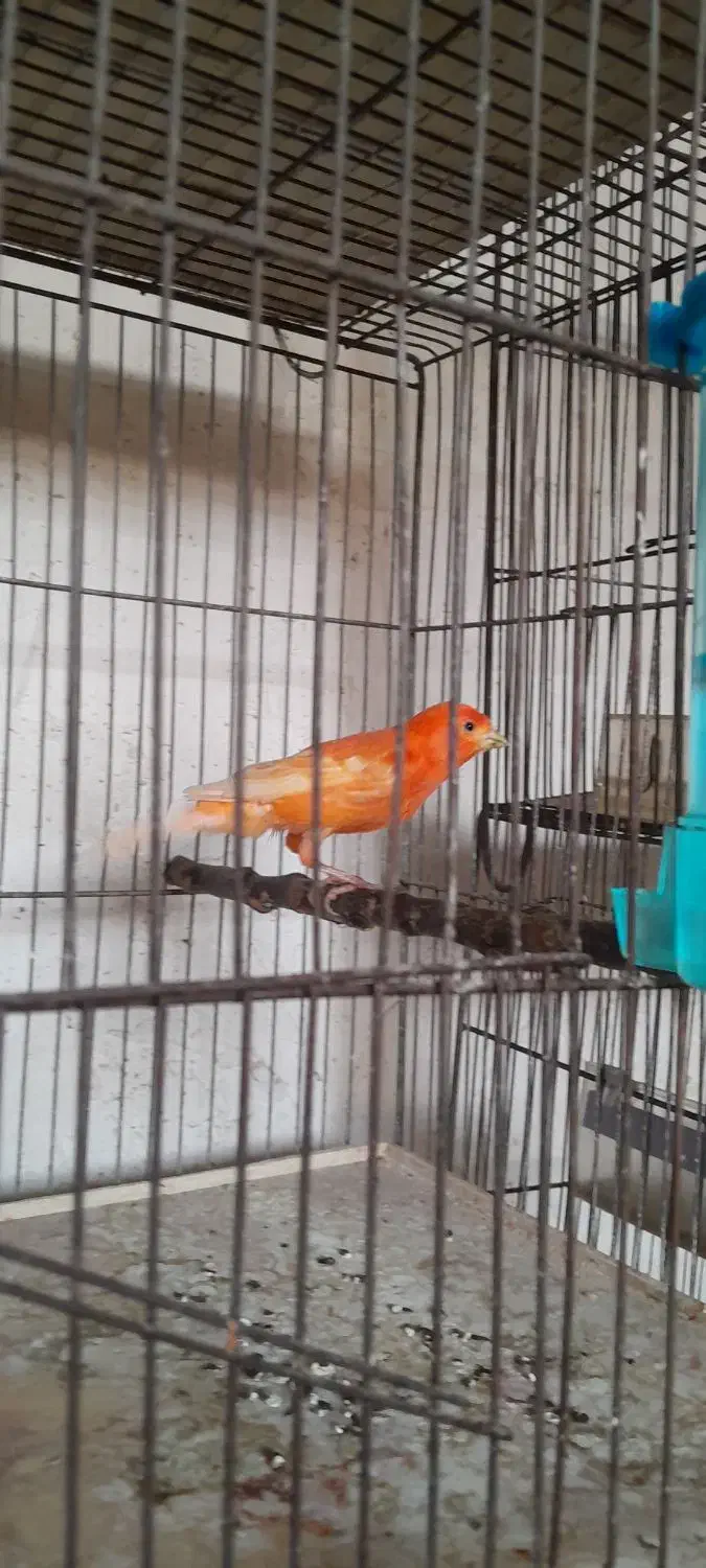 قناری|پرنده|محمدیه-قزوین, |دیوار