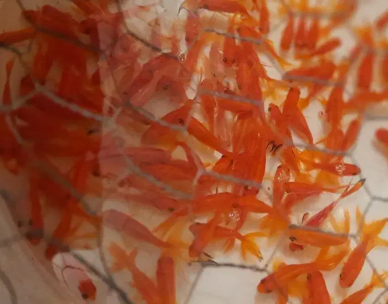 ماهی قرمز عمده خرده|ماهی|اردبیل, |دیوار