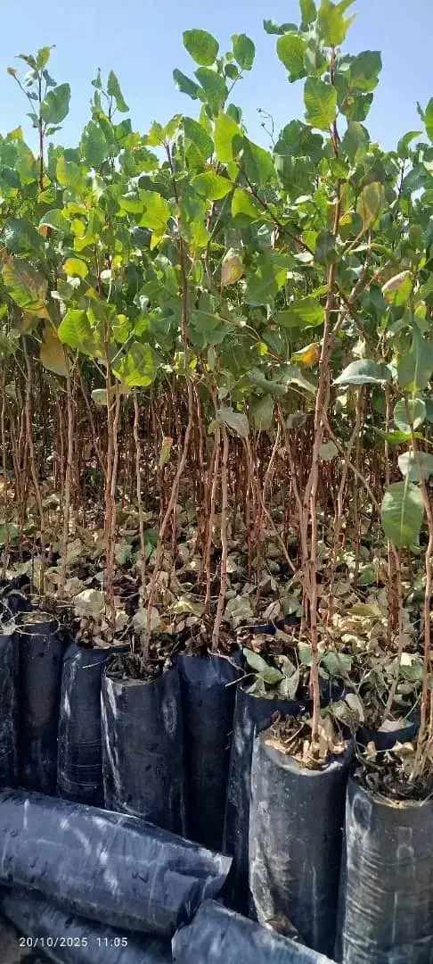 نـهـالهـای استاندارد / باردهی واقعی|خدمات باغبانی و درختکاری|کرج, کرج نو|دیوار