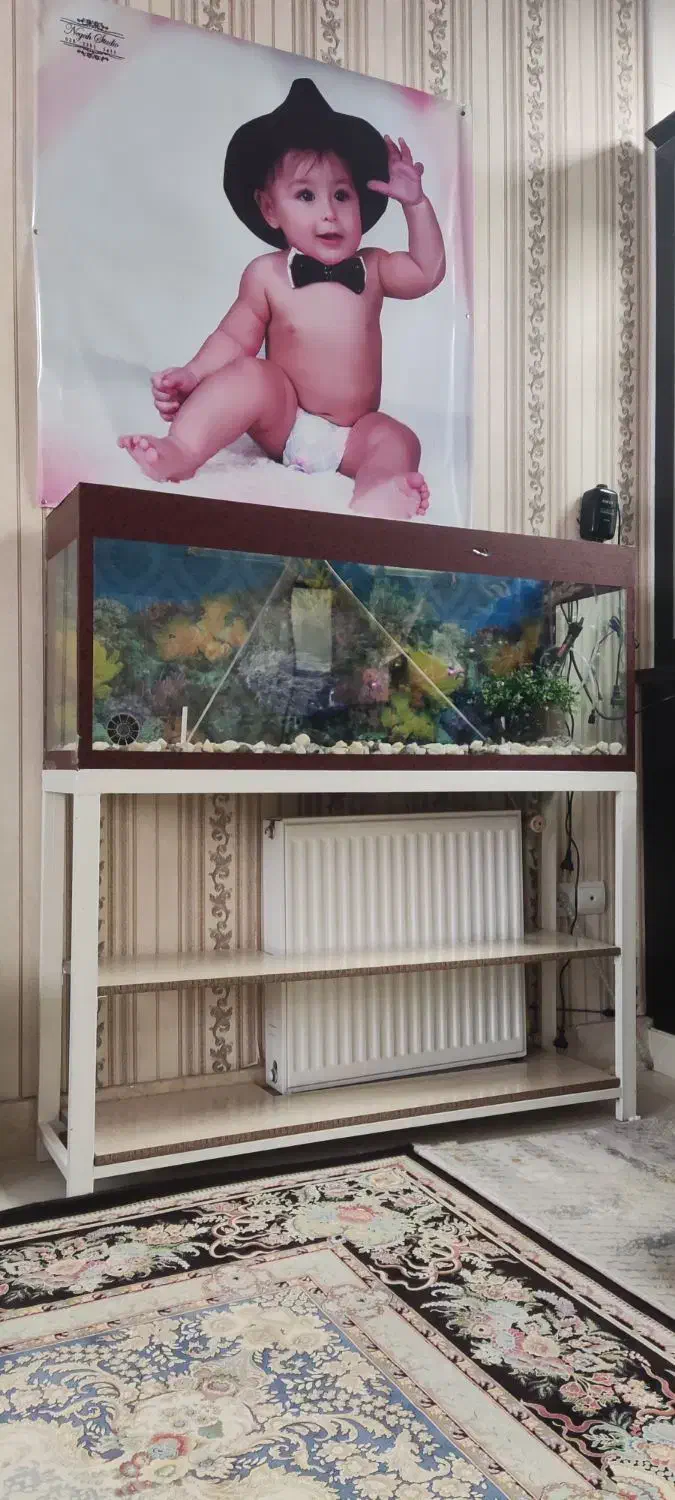 اکواریوم|ماهی|قزوین, |دیوار