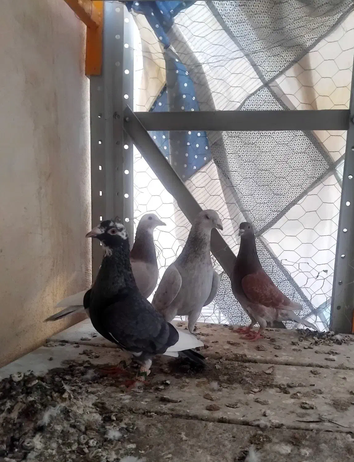 کبوتر|پرنده|بجنورد, |دیوار