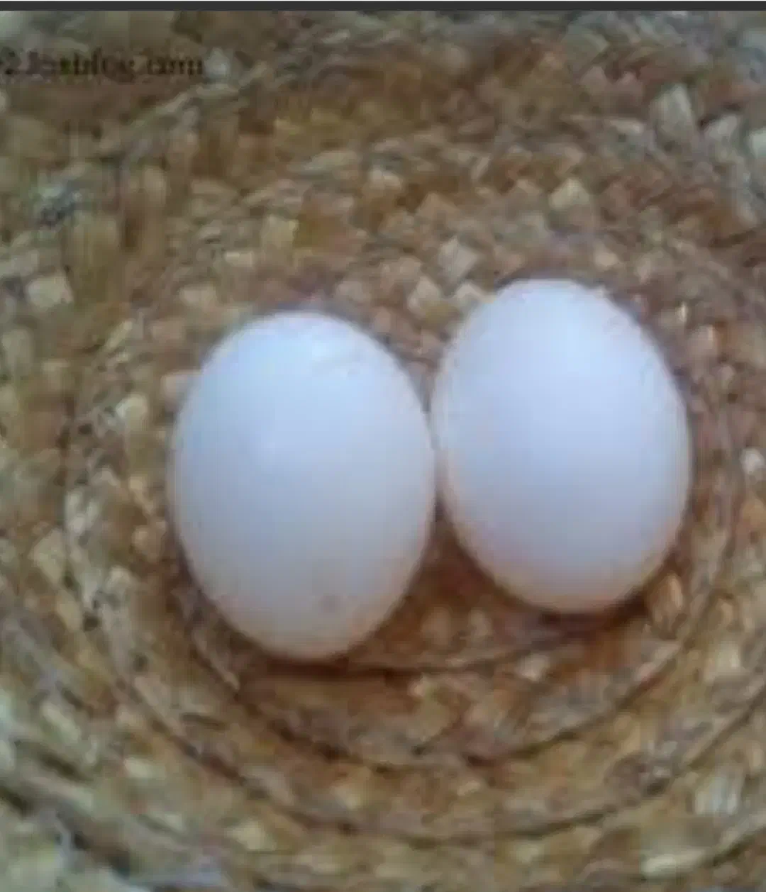 تخم کبوتر|حیوانات مزرعه|چترود, |دیوار