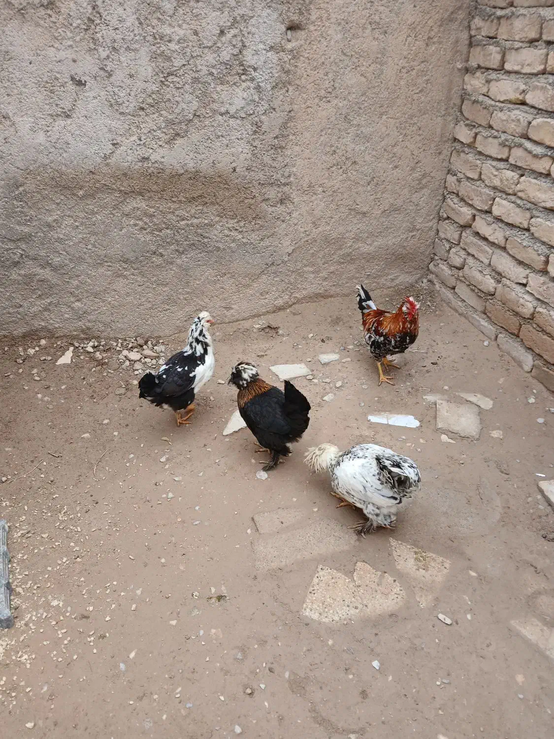 مرغ کاکلی پا پر زینتی|حیوانات مزرعه|شیروان (خراسان), |دیوار