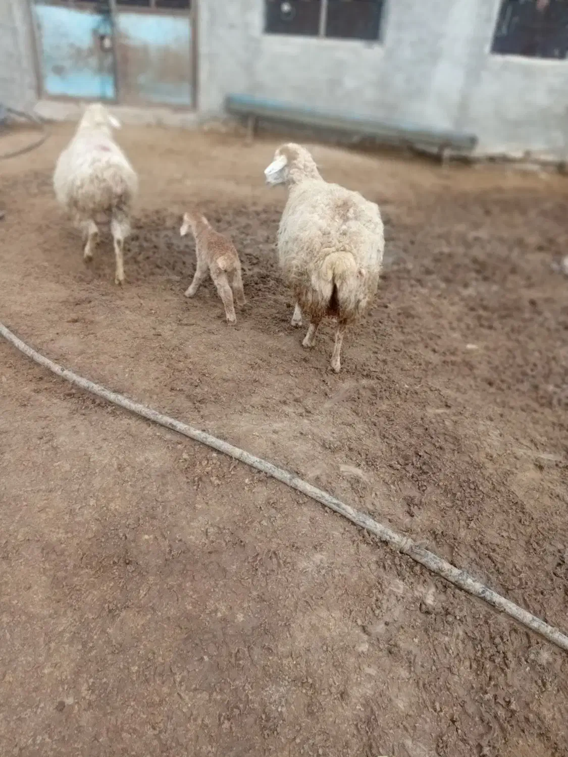 میش بره دار|حیوانات مزرعه|شیروان (خراسان), |دیوار