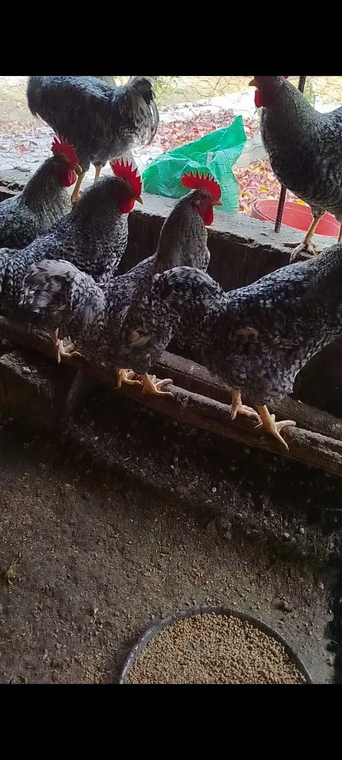 خروس پلیموت راک آمریکایی اصل|حیوانات مزرعه|عجب شیر, |دیوار