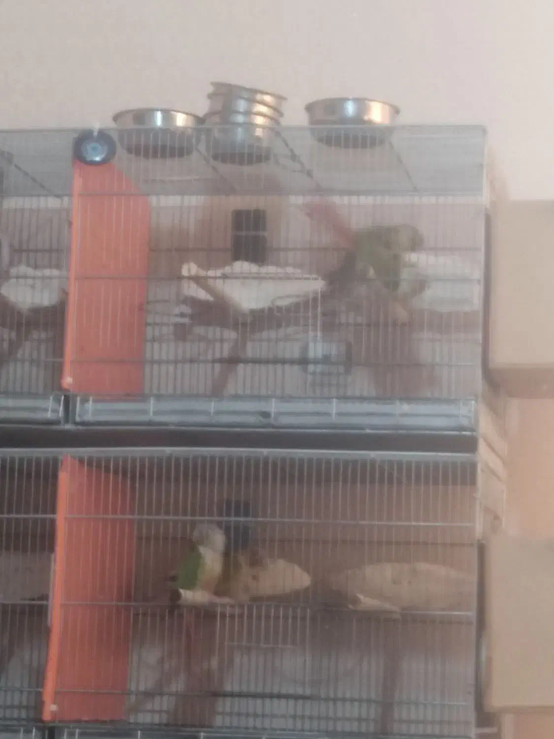 گرینچیک مولد معاوضه با قناری رسمی بلند|پرنده|تهران, شهرک شهرداری|دیوار