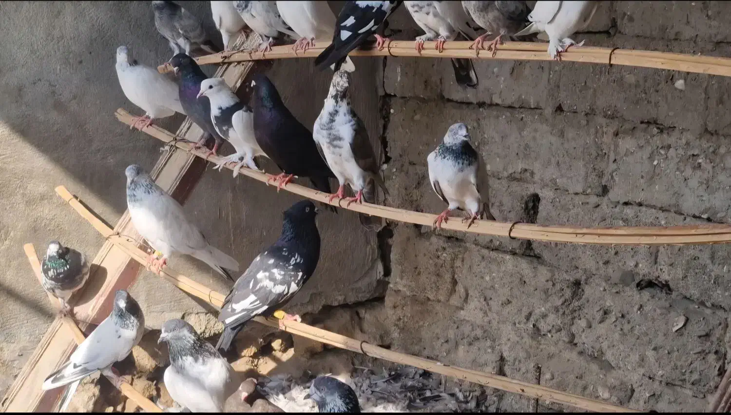 فروش کبوتر|پرنده|سیریک, |دیوار