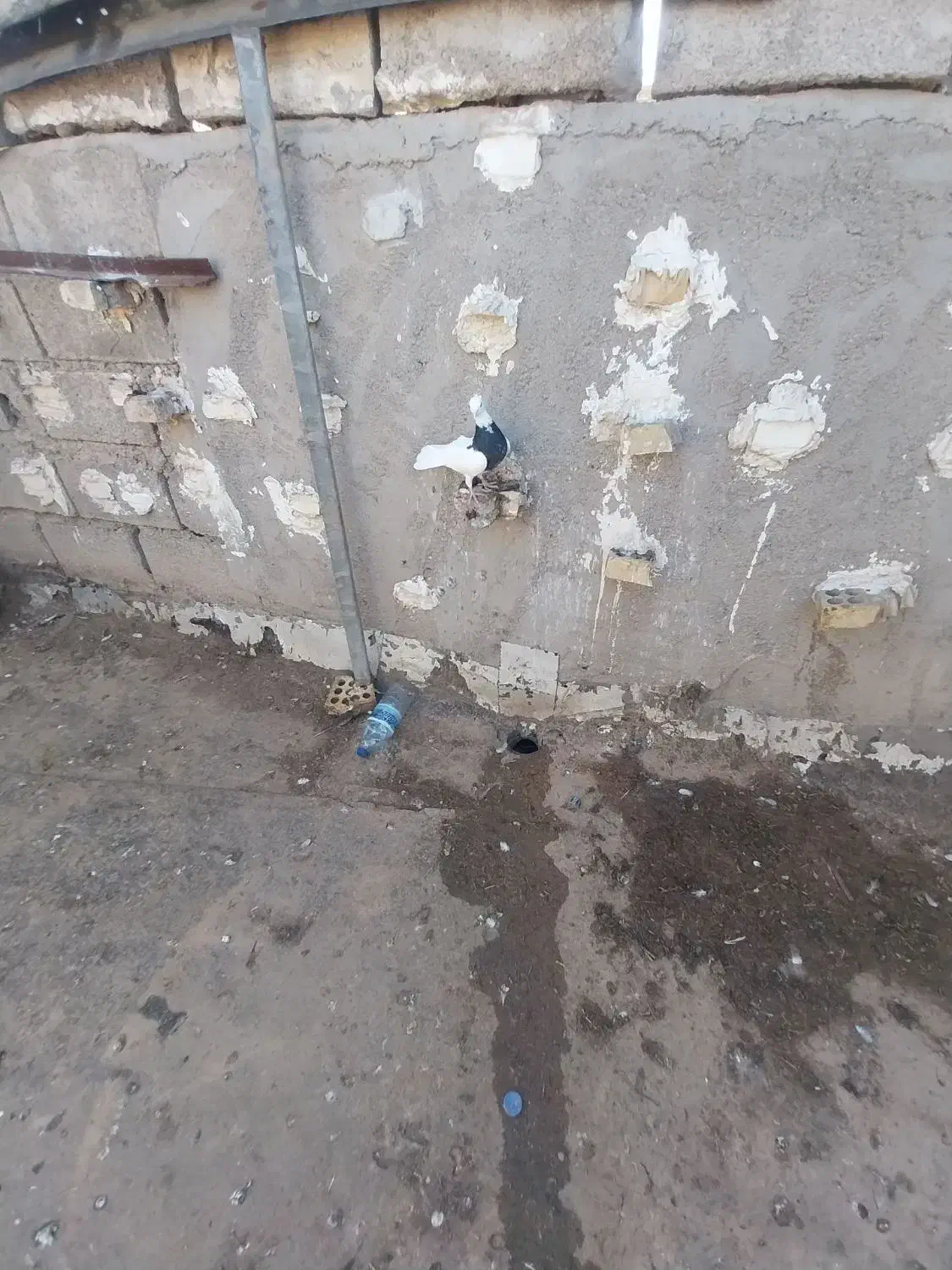 کبوتر|پرنده|شوشتر, |دیوار