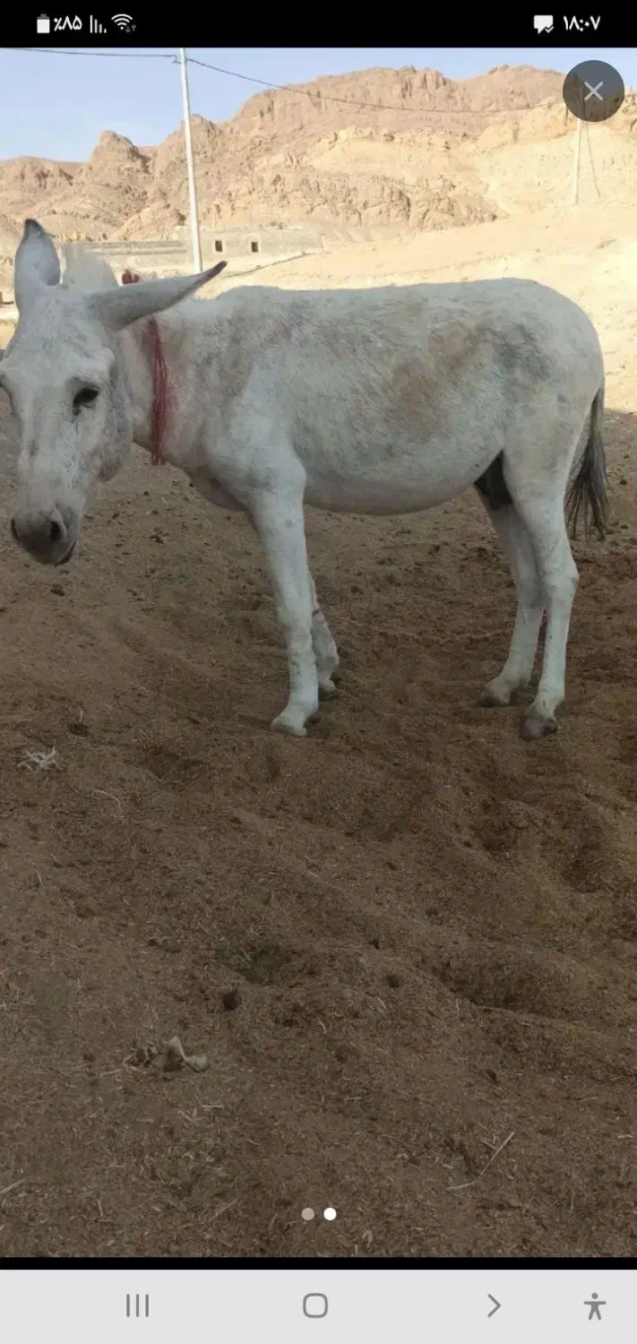 فروش الاغ و کره اسب مادیان|حیوانات مزرعه|اشتهارد, |دیوار